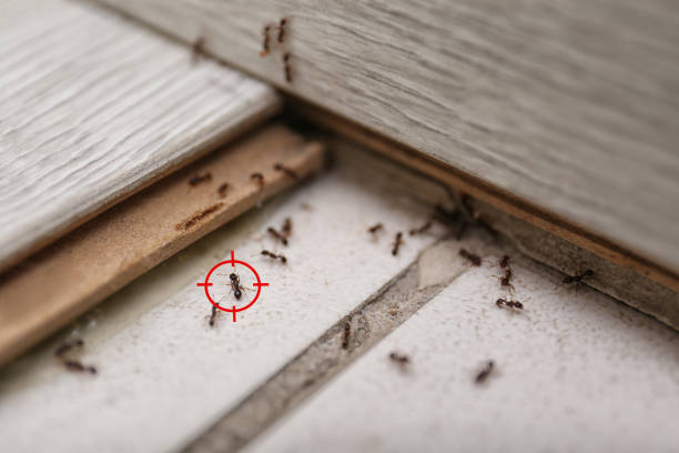 Best Wildlife Control Services  in Ingalls Park, IL